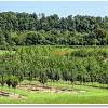 We ship our plants as we have for over 64 years to all states and. 1