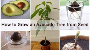 If you grew your tree from an avocado pit, it won't bear fruit until it's at least 10 years old, and you may have to wait up to 15 years. How To Grow An Avocado Tree From Seed Home Gardeners