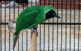 Tips Memilih Burung Cucak Ijo Yang Bersuara Indah Dan Berkualitas Burung Gambar Burung Burung Kolibri