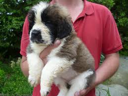 We did not find results for: Registered Saint Bernard Puppies Ready Now Llandeilo Carmarthenshire Pets4homes St Berdoodle Poodle Mix Puppies Poodle Mix Dogs