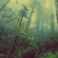 We offer an extraordinary number of hd images that will instantly freshen up your smartphone or computer. Rain Forest Wallpaper Engine Download Wallpaper Engine Wallpapers Free