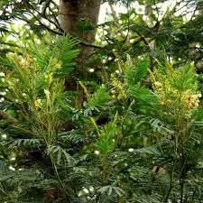 Image result for Acacia decurrens