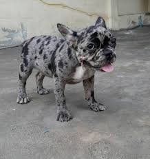 Meet fletcher, one of our adorable french bulldog puppies for sale. Merle French Bulldog Female For Sale Sorry Sold Oldham Greater Manchester Pets4homes