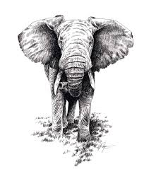 See elephant line drawing stock video clips. Elephant Elephant Drawing Elephant African Elephant