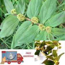 Image result for Euphorbia hirta