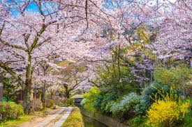 Ueno park, inokashira onshi park, nara park, hirosaki park, tsutsujigaoka park, ritsurin park, etc. Japanese Cherry Blossom Sakura Flower Global Basecamps