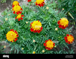 Image result for Tagetes patula
