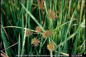 Image result for Cyperus mollipes