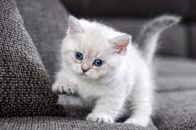 informationen zu britisch kurzhaar katzen wie diesem susses bkh kitten barchen gibt es hier i markt british shorthair cats kittens cutest kittens and puppies