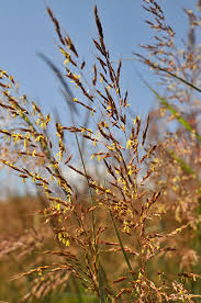 Image result for Sorghastrum