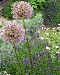 Traditional Back Garden Ayr Scotland Seaside Garden Planting Jeremy Needham Garden Designs Near Glasgow Scotla Seaside Garden Dream Garden Cornwall Garden