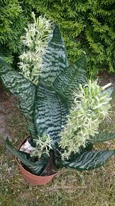 Bogenhanf Sansevieria Trifasciata Eve In Flower Blute Sukkulenten Pflanzen Pflanzen Grunpflanzen