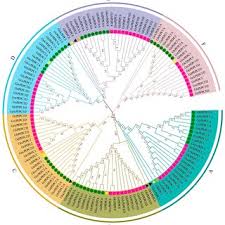 Image result for Gossypioides kirkii