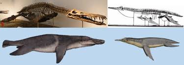 Image result for Platycaulos