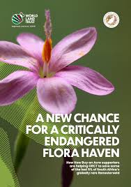 Image result for Priva curtisiae