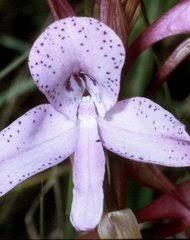 Image result for Disa baurii