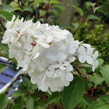 Image result for hydrangea paniculata vanille fraise