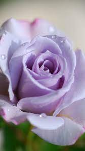 Check spelling or type a new query. Rose Violet Purple Roses Beautiful Roses Purple Flowers