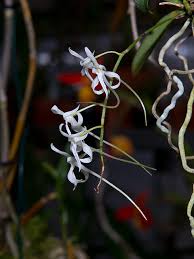 Image result for Mystacidium venosum