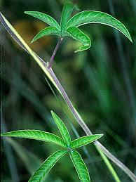 Image result for Merremia quinquefolia