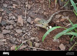 What Do House Lizards Eat And How Do They Reproduce Themselves? - Quora