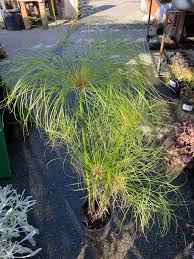 Image result for Cyperus papyrus