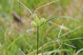 Image result for Cyperus cyperoides
