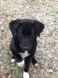 Puppyfinder.com is your source for finding an ideal puppy for sale in usa. New Snap Shots Border Collies Black Suggestions Lab Mix Puppies Border Collie Lab Mix Puppy Mix Puppies