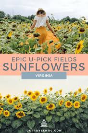 The quests tracked in the world map are side quests, so main quests don't really contribute to completion. 10 Stunning Sunflower Fields In Virginia For U Pick Flowers