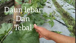 Bunga betina umumnya muncul pada Tips Tanam Melon Agar Daun Lebar Dan Tebal Youtube