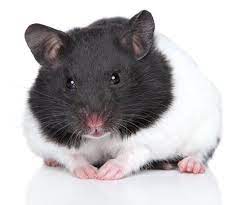 How To Take Care Of A Syrian Hamster Bear Hamster Syrian Hamster Cute Hamsters