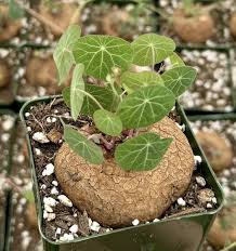 Image result for Stephania cyanantha