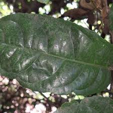 Image result for Rinorea ilicifolia