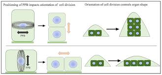 Check spelling or type a new query. Frontiers Plant Organ Shapes Are Regulated By Protein Interactions And Associations With Microtubules Plant Science