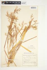 Image result for Hyparrhenia tamba