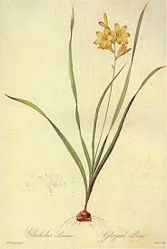 Image result for Tritonia