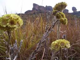 Image result for Pseudognaphalium oligandrum