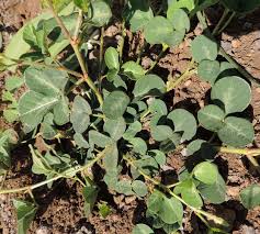 Image result for Desmodium incanum