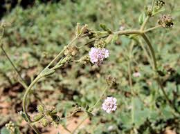 Image result for Boerhavia coccinea