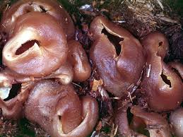 Image result for Tinnea vesiculosa