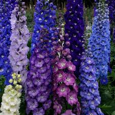 25 Delphinium Giant Pacific Mix True 6 Ft Perennial Flower Seeds Delphinium Flowers Perennials Perennials