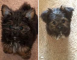 For male dogs, they usually choose a classic. 128 Dogs Before And After Their Haircuts Add Yours Bored Panda