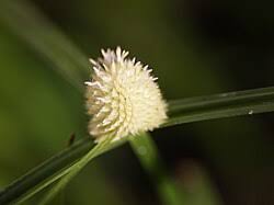 Image result for Kyllinga robinsoniana