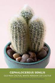 Only water if the top layer of soil is dry. Cephalocereus Senilis Old Man Cactus Succulents And Sunshine