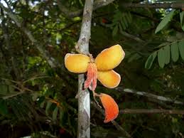 Image result for Cnestis