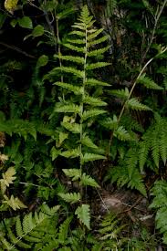 Image result for Dryopteris athamantica