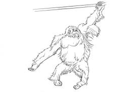 Sumatran Orangutan Coloring Page The Sumatran Orangutan Pongo Abelii Is One Of The Three Species Of Orangutan Sumatran Orangutan Orangutan Bornean Orangutan
