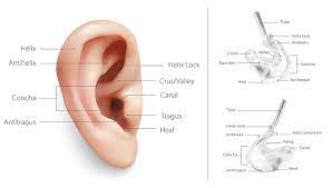 Ear Anatomy