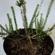 Image result for Piper capense