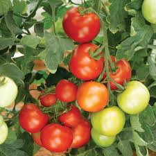 Tomato seeds plant tomato seeds indoors and transplant to pots or growbags outside when the risk of frost is passed. Tomato Seeds Moneymaker Dobies